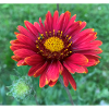 Blume mit Knospe