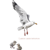 Herring gull