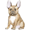 Adorable chiot bouledogue français