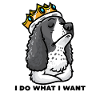 Deutsch Springer Spaniel Dog