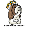 Little Basset Griffon Vendéen Dog