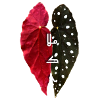 Begonia angel wing plant _ نبات البيجونيا