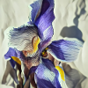 Purple iris flower in full bloom