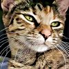 Tabby cat portrait