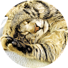 Chubby sleeping tabby cat