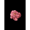 Flower Power Love