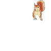 Squirrel Animal