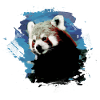 Red panda, graffiti, painting,panda bear,blue,brown