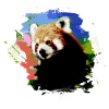 Roter panda ,Graffiti, Malerei,pandabär,blau,bunt
