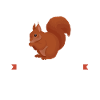 Eichhörnchen Tier Tiere Geschenk