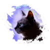 katze, bunt,aquarell, kunst,malerei,graffiti,lila