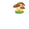 J’adore les champignons