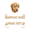 Labrador Dog