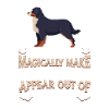 Bernese Mountain Dog Dog