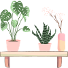 House plants on shelf Monstera