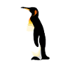 Pingouin Illustration Pingouin royal Pingouin