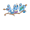 Musical Bird Band - Bird Lovers