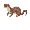 Coloured drawing of a weasel