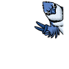Blue Jay Bird