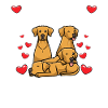 Rhodesian Ridgeback Dog