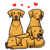 Rhodesian Ridgeback Dog