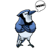 Blue Jay Bird