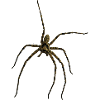 Hauswinkelspinne