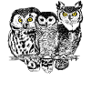 Three owls