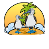 Seabirds Boobies