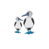 Seabirds Blue-footed