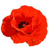 Mohn