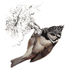 Crested Tit Drawing