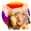 Freddie the Frenchie