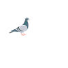 Pigeon Shirt Gift Pigeon