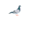 Pigeon Shirt Cadeau