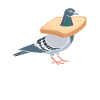 Pigeon Shirt Pigeon Gift
