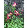 Blume rot weiß