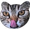 Licked cat