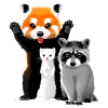 Waschbär, Frettchen und roter Panda