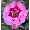 Blume rosa