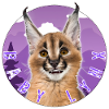 Chat Bébé Lynx