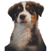 AUSTRALISCHER HIRTE