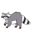 Raccoon - Hi