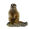 Erdmännchen - Wer ist da?