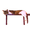 I love cats