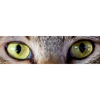 regard de chat