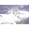 cat cat pet cat