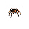 Tarentule Araignée Tarentule