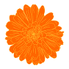 Fleur Orange Classique
