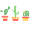 Cactus pointu